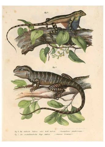 Reproducción/Reproduction 6309756464: Bilder-Atlas zur wissenschaftlich-populären Naturgeschichte der Wirbelthiere Wien :K.K. Hof-und Staatsdruckerei,1867