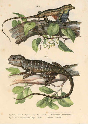 Reproducción/Reproduction 6309756464: Bilder-Atlas zur wissenschaftlich-populären Naturgeschichte der Wirbelthiere Wien :K.K. Hof-und Staatsdruckerei,1867