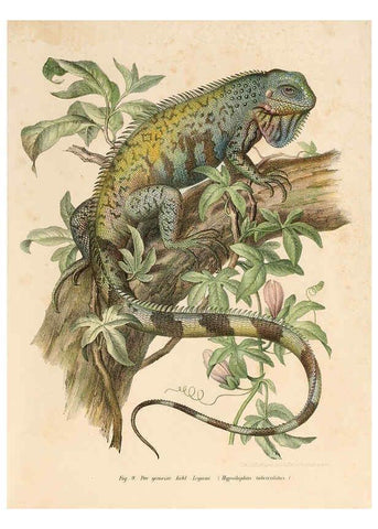 Reproducción/Reproduction 6309235685: Bilder-Atlas zur wissenschaftlich-populären Naturgeschichte der Wirbelthiere Wien :K.K. Hof-und Staatsdruckerei,1867