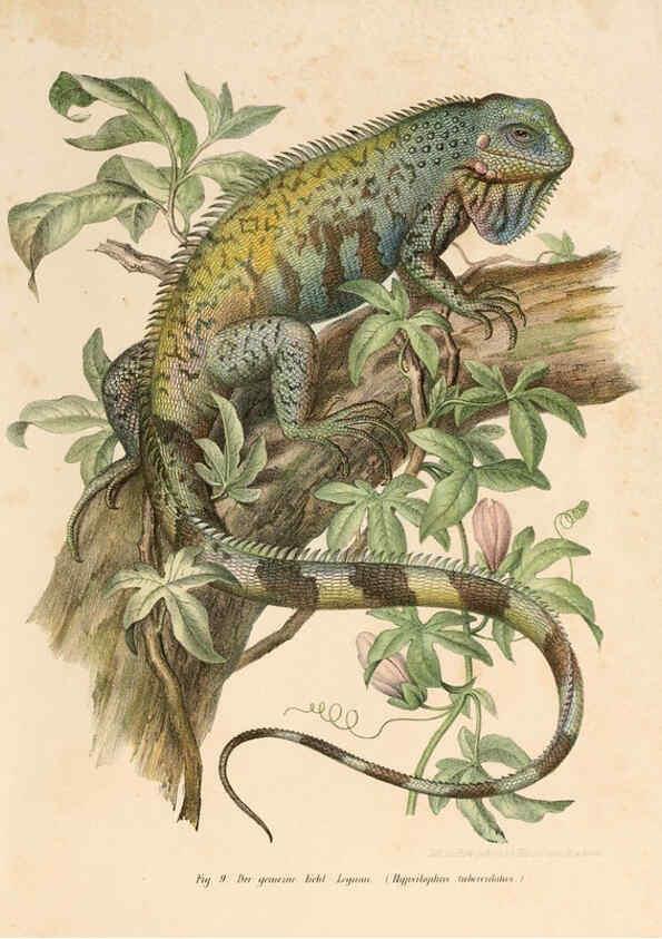 Reproducción/Reproduction 6309235685: Bilder-Atlas zur wissenschaftlich-populären Naturgeschichte der Wirbelthiere Wien :K.K. Hof-und Staatsdruckerei,1867