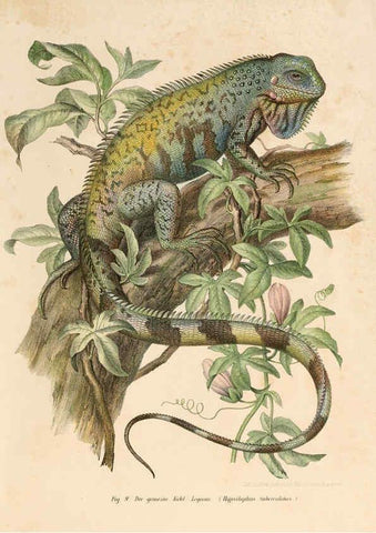 Reproducción/Reproduction 6309235685: Bilder-Atlas zur wissenschaftlich-populären Naturgeschichte der Wirbelthiere Wien :K.K. Hof-und Staatsdruckerei,1867