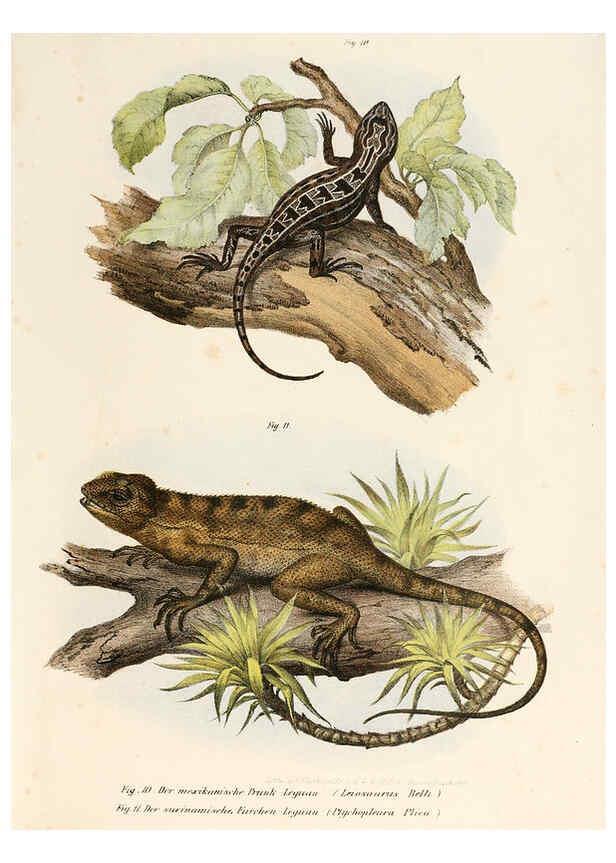 Reproducción/Reproduction 6309235937: Bilder-Atlas zur wissenschaftlich-populären Naturgeschichte der Wirbelthiere Wien :K.K. Hof-und Staatsdruckerei,1867