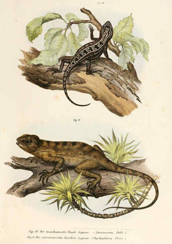 Reproducción/Reproduction 6309235937: Bilder-Atlas zur wissenschaftlich-populären Naturgeschichte der Wirbelthiere Wien :K.K. Hof-und Staatsdruckerei,1867