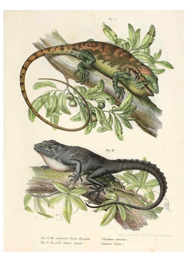 Reproducción/Reproduction 6309236125: Bilder-Atlas zur wissenschaftlich-populären Naturgeschichte der Wirbelthiere Wien :K.K. Hof-und Staatsdruckerei,1867