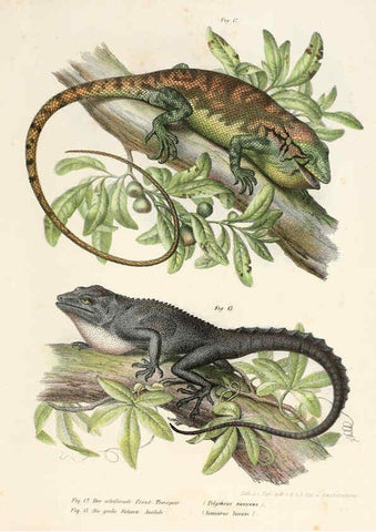 Reproducción/Reproduction 6309236125: Bilder-Atlas zur wissenschaftlich-populären Naturgeschichte der Wirbelthiere Wien :K.K. Hof-und Staatsdruckerei,1867
