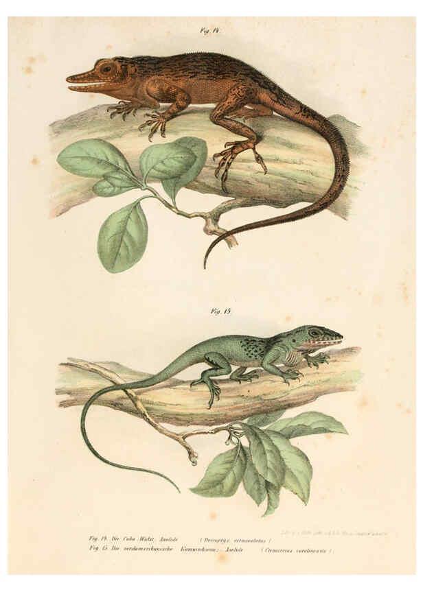 Reproducción/Reproduction 6309236281: Bilder-Atlas zur wissenschaftlich-populären Naturgeschichte der Wirbelthiere Wien :K.K. Hof-und Staatsdruckerei,1867