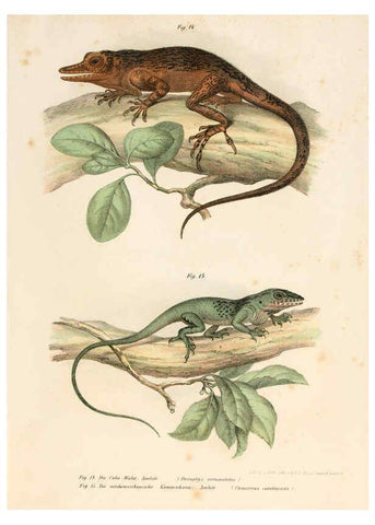 Reproducción/Reproduction 6309236281: Bilder-Atlas zur wissenschaftlich-populären Naturgeschichte der Wirbelthiere Wien :K.K. Hof-und Staatsdruckerei,1867