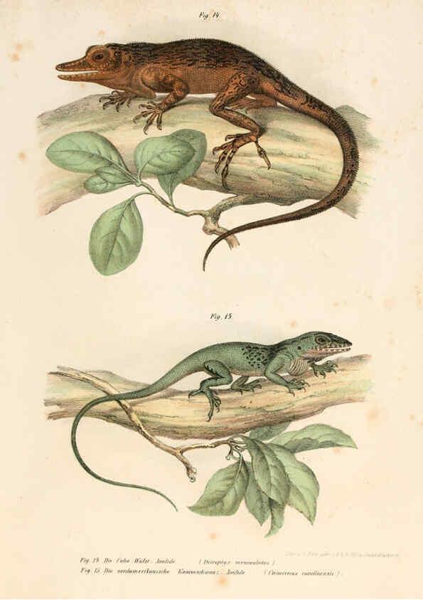 Reproducción/Reproduction 6309236281: Bilder-Atlas zur wissenschaftlich-populären Naturgeschichte der Wirbelthiere Wien :K.K. Hof-und Staatsdruckerei,1867