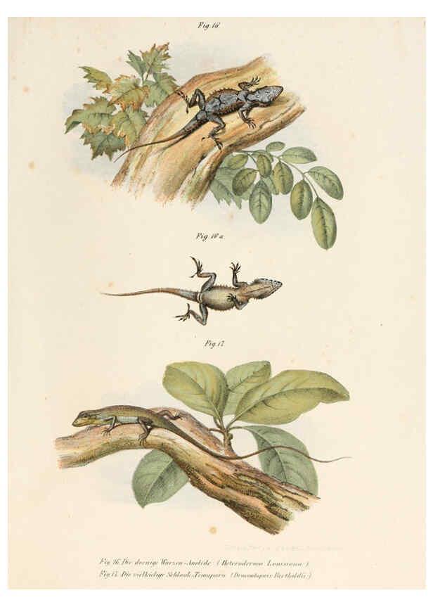 Reproducción/Reproduction 6309236469: Bilder-Atlas zur wissenschaftlich-populären Naturgeschichte der Wirbelthiere Wien :K.K. Hof-und Staatsdruckerei,1867