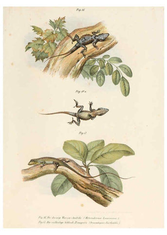 Reproducción/Reproduction 6309236469: Bilder-Atlas zur wissenschaftlich-populären Naturgeschichte der Wirbelthiere Wien :K.K. Hof-und Staatsdruckerei,1867