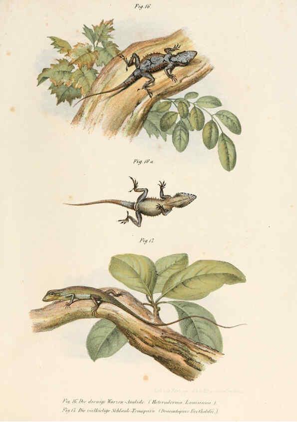 Reproducción/Reproduction 6309236469: Bilder-Atlas zur wissenschaftlich-populären Naturgeschichte der Wirbelthiere Wien :K.K. Hof-und Staatsdruckerei,1867