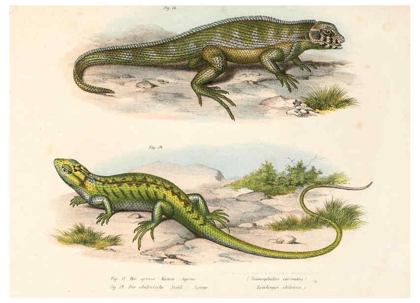 Reproducción/Reproduction 6309236597: Bilder-Atlas zur wissenschaftlich-populären Naturgeschichte der Wirbelthiere Wien :K.K. Hof-und Staatsdruckerei,1867