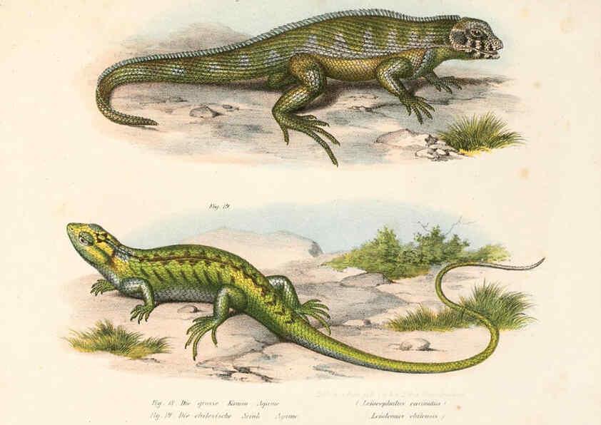 Reproducción/Reproduction 6309236597: Bilder-Atlas zur wissenschaftlich-populären Naturgeschichte der Wirbelthiere Wien :K.K. Hof-und Staatsdruckerei,1867