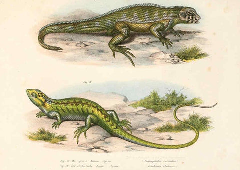 Reproducción/Reproduction 6309236597: Bilder-Atlas zur wissenschaftlich-populären Naturgeschichte der Wirbelthiere Wien :K.K. Hof-und Staatsdruckerei,1867