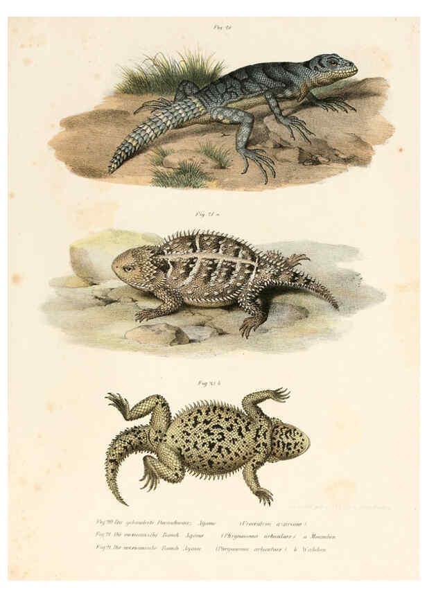 Reproducción/Reproduction 6309757990: Bilder-Atlas zur wissenschaftlich-populären Naturgeschichte der Wirbelthiere Wien :K.K. Hof-und Staatsdruckerei,1867