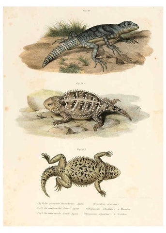 Reproducción/Reproduction 6309757990: Bilder-Atlas zur wissenschaftlich-populären Naturgeschichte der Wirbelthiere Wien :K.K. Hof-und Staatsdruckerei,1867