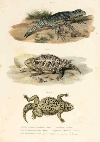 Reproducción/Reproduction 6309757990: Bilder-Atlas zur wissenschaftlich-populären Naturgeschichte der Wirbelthiere Wien :K.K. Hof-und Staatsdruckerei,1867