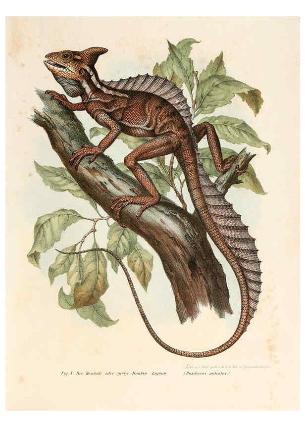 Reproducción/Reproduction 6309235523: Bilder-Atlas zur wissenschaftlich-populären Naturgeschichte der Wirbelthiere Wien :K.K. Hof-und Staatsdruckerei,1867