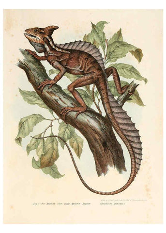 Reproducción/Reproduction 6309235523: Bilder-Atlas zur wissenschaftlich-populären Naturgeschichte der Wirbelthiere Wien :K.K. Hof-und Staatsdruckerei,1867