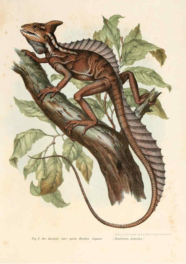 Reproducción/Reproduction 6309235523: Bilder-Atlas zur wissenschaftlich-populären Naturgeschichte der Wirbelthiere Wien :K.K. Hof-und Staatsdruckerei,1867