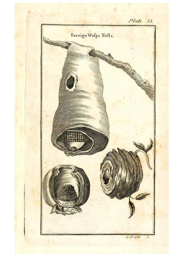 Reproducción/Reproduction 6308906781: The natural history of insects Perth :Printed by R. Morrison Junior,1792