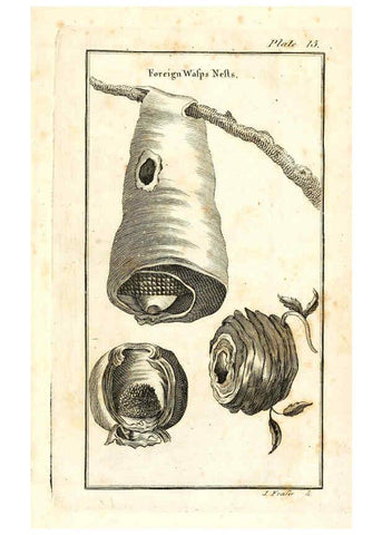 Reproducción/Reproduction 6308906781: The natural history of insects Perth :Printed by R. Morrison Junior,1792
