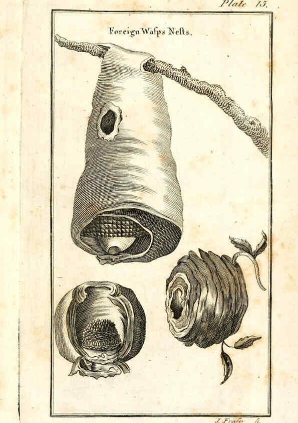 Reproducción/Reproduction 6308906781: The natural history of insects Perth :Printed by R. Morrison Junior,1792
