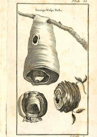 Reproducción/Reproduction 6308906781: The natural history of insects Perth :Printed by R. Morrison Junior,1792