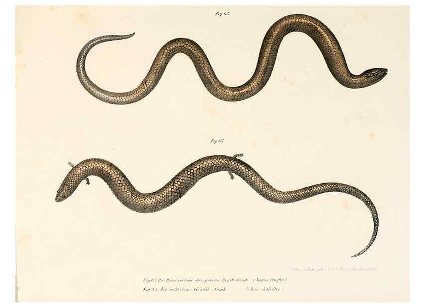 Reproducción/Reproduction 6309241621: Bilder-Atlas zur wissenschaftlich-populären Naturgeschichte der Wirbelthiere Wien :K.K. Hof-und Staatsdruckerei,1867