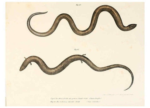 Reproducción/Reproduction 6309241621: Bilder-Atlas zur wissenschaftlich-populären Naturgeschichte der Wirbelthiere Wien :K.K. Hof-und Staatsdruckerei,1867