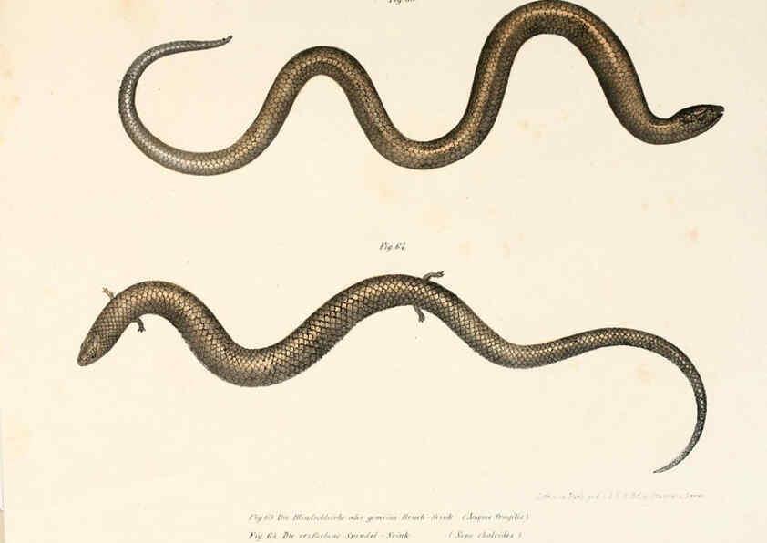 Reproducción/Reproduction 6309241621: Bilder-Atlas zur wissenschaftlich-populären Naturgeschichte der Wirbelthiere Wien :K.K. Hof-und Staatsdruckerei,1867