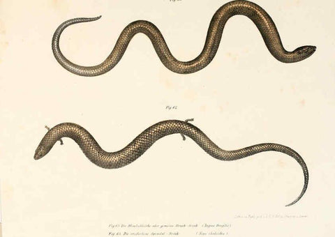 Reproducción/Reproduction 6309241621: Bilder-Atlas zur wissenschaftlich-populären Naturgeschichte der Wirbelthiere Wien :K.K. Hof-und Staatsdruckerei,1867
