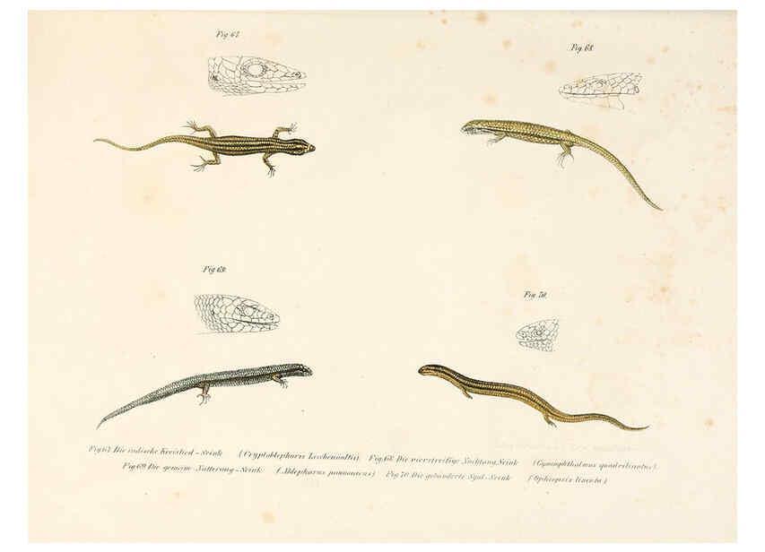 Reproducción/Reproduction 6309763268: Bilder-Atlas zur wissenschaftlich-populären Naturgeschichte der Wirbelthiere Wien :K.K. Hof-und Staatsdruckerei,1867