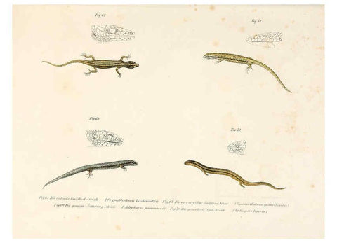Reproducción/Reproduction 6309763268: Bilder-Atlas zur wissenschaftlich-populären Naturgeschichte der Wirbelthiere Wien :K.K. Hof-und Staatsdruckerei,1867