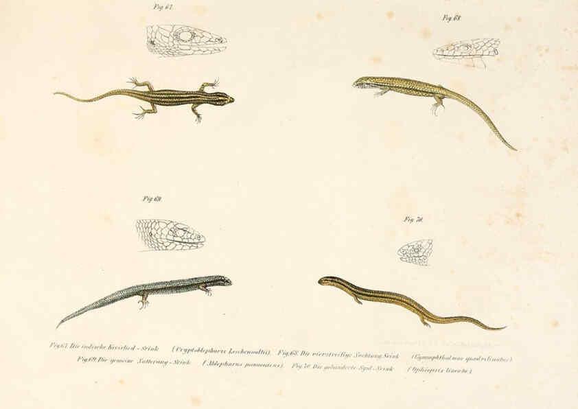Reproducción/Reproduction 6309763268: Bilder-Atlas zur wissenschaftlich-populären Naturgeschichte der Wirbelthiere Wien :K.K. Hof-und Staatsdruckerei,1867