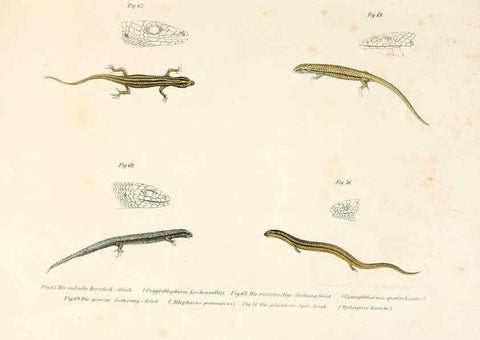 Reproducción/Reproduction 6309763268: Bilder-Atlas zur wissenschaftlich-populären Naturgeschichte der Wirbelthiere Wien :K.K. Hof-und Staatsdruckerei,1867
