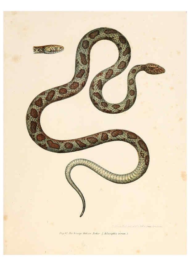 Reproducción/Reproduction 6309767198: Bilder-Atlas zur wissenschaftlich-populären Naturgeschichte der Wirbelthiere Wien :K.K. Hof-und Staatsdruckerei,1867