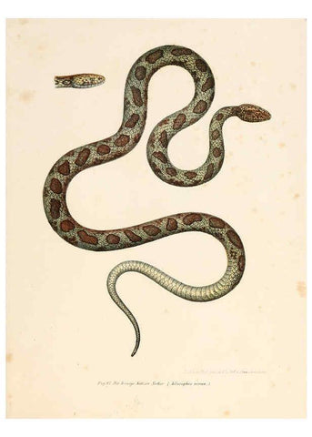 Reproducción/Reproduction 6309767198: Bilder-Atlas zur wissenschaftlich-populären Naturgeschichte der Wirbelthiere Wien :K.K. Hof-und Staatsdruckerei,1867