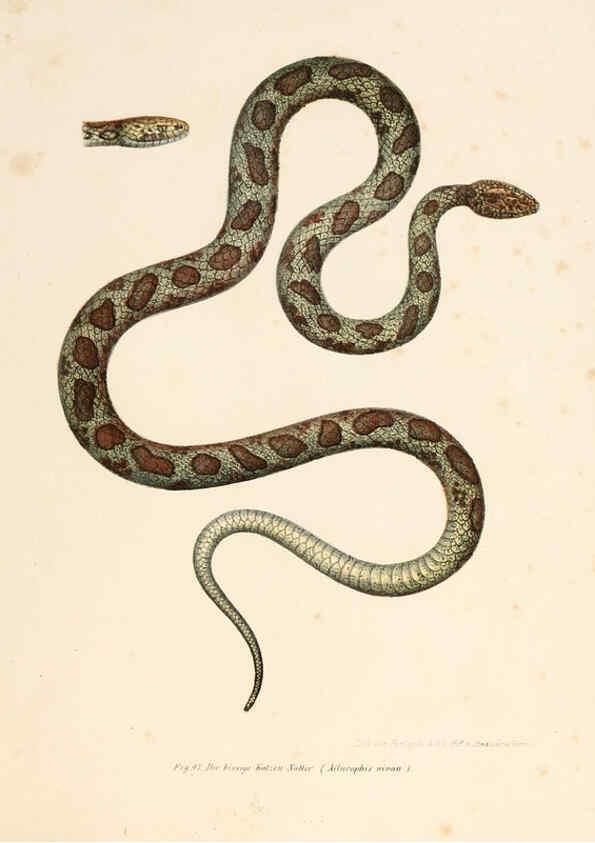 Reproducción/Reproduction 6309767198: Bilder-Atlas zur wissenschaftlich-populären Naturgeschichte der Wirbelthiere Wien :K.K. Hof-und Staatsdruckerei,1867