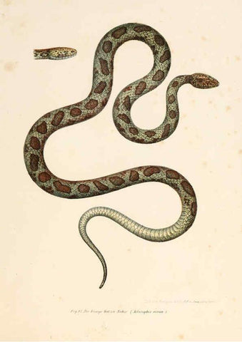 Reproducción/Reproduction 6309767198: Bilder-Atlas zur wissenschaftlich-populären Naturgeschichte der Wirbelthiere Wien :K.K. Hof-und Staatsdruckerei,1867