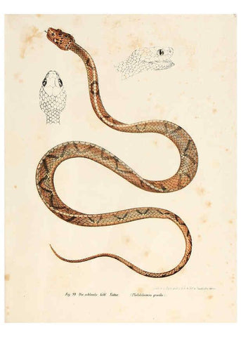 Reproducción/Reproduction 6309246085: Bilder-Atlas zur wissenschaftlich-populären Naturgeschichte der Wirbelthiere Wien :K.K. Hof-und Staatsdruckerei,1867