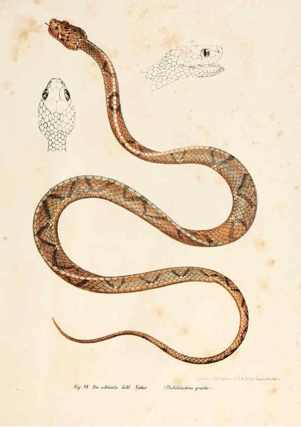 Reproducción/Reproduction 6309246085: Bilder-Atlas zur wissenschaftlich-populären Naturgeschichte der Wirbelthiere Wien :K.K. Hof-und Staatsdruckerei,1867