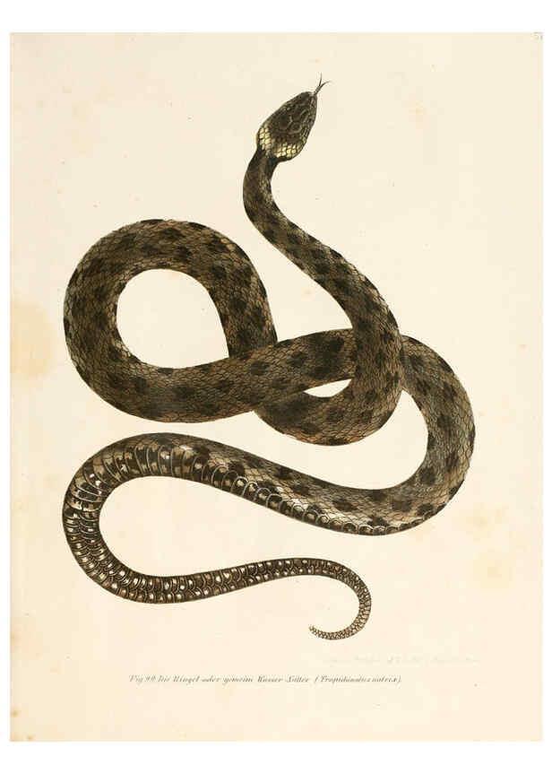 Reproducción/Reproduction 6309767662: Bilder-Atlas zur wissenschaftlich-populären Naturgeschichte der Wirbelthiere Wien :K.K. Hof-und Staatsdruckerei,1867