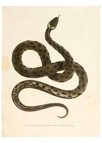 Reproducción/Reproduction 6309767662: Bilder-Atlas zur wissenschaftlich-populären Naturgeschichte der Wirbelthiere Wien :K.K. Hof-und Staatsdruckerei,1867