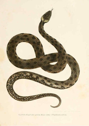 Reproducción/Reproduction 6309767662: Bilder-Atlas zur wissenschaftlich-populären Naturgeschichte der Wirbelthiere Wien :K.K. Hof-und Staatsdruckerei,1867