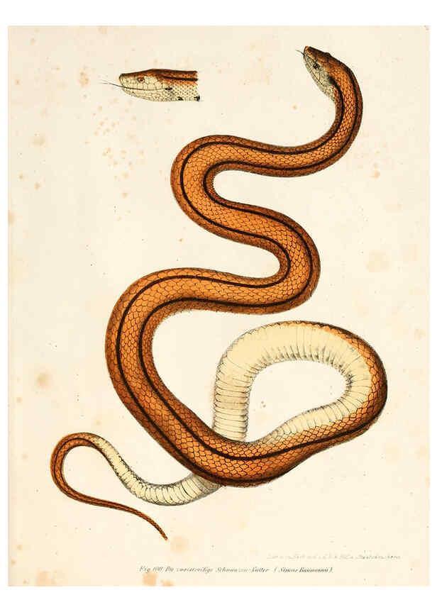 Reproducción/Reproduction 6309767828: Bilder-Atlas zur wissenschaftlich-populären Naturgeschichte der Wirbelthiere Wien :K.K. Hof-und Staatsdruckerei,1867