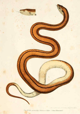 Reproducción/Reproduction 6309767828: Bilder-Atlas zur wissenschaftlich-populären Naturgeschichte der Wirbelthiere Wien :K.K. Hof-und Staatsdruckerei,1867