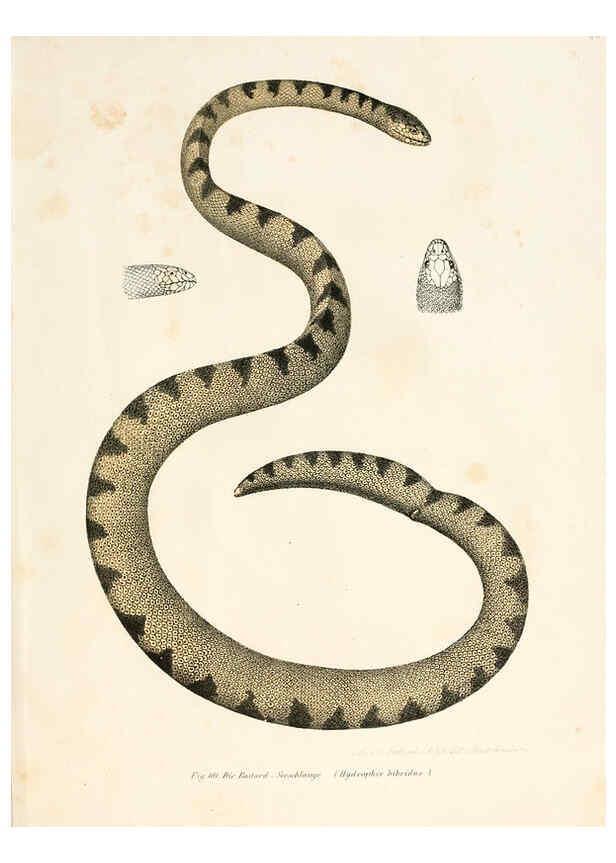 Reproducción/Reproduction 6309246781: Bilder-Atlas zur wissenschaftlich-populären Naturgeschichte der Wirbelthiere Wien :K.K. Hof-und Staatsdruckerei,1867