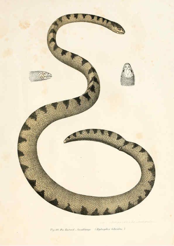 Reproducción/Reproduction 6309246781: Bilder-Atlas zur wissenschaftlich-populären Naturgeschichte der Wirbelthiere Wien :K.K. Hof-und Staatsdruckerei,1867