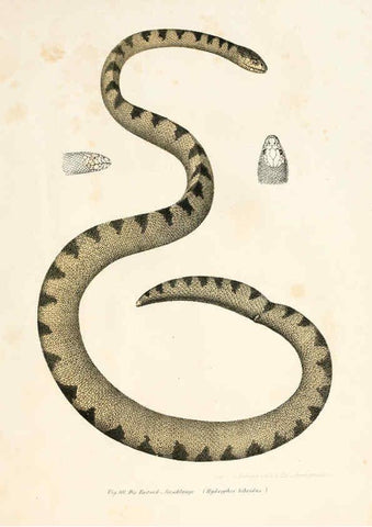 Reproducción/Reproduction 6309246781: Bilder-Atlas zur wissenschaftlich-populären Naturgeschichte der Wirbelthiere Wien :K.K. Hof-und Staatsdruckerei,1867